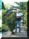 yewbonsai 001.jpg (75859 bytes)
